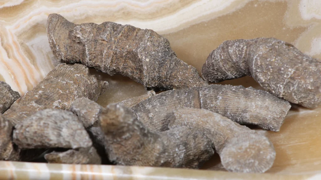 Fossilized Horn Coral