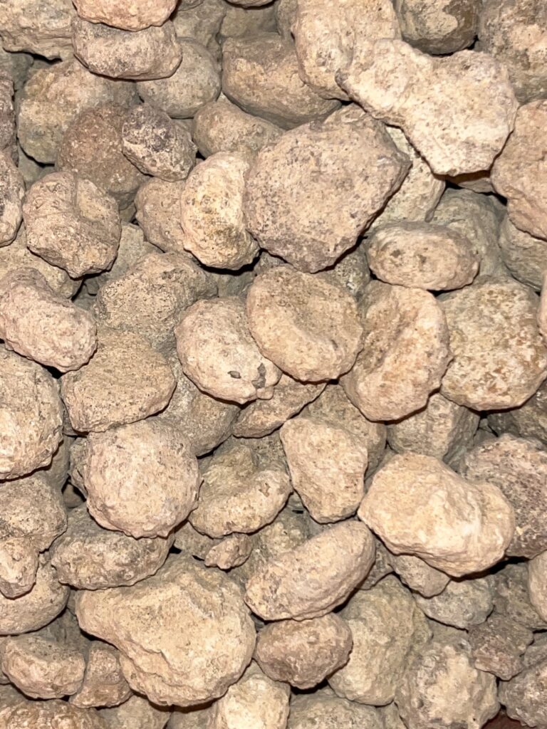 Fossilized Sea Urchins (1 LB)