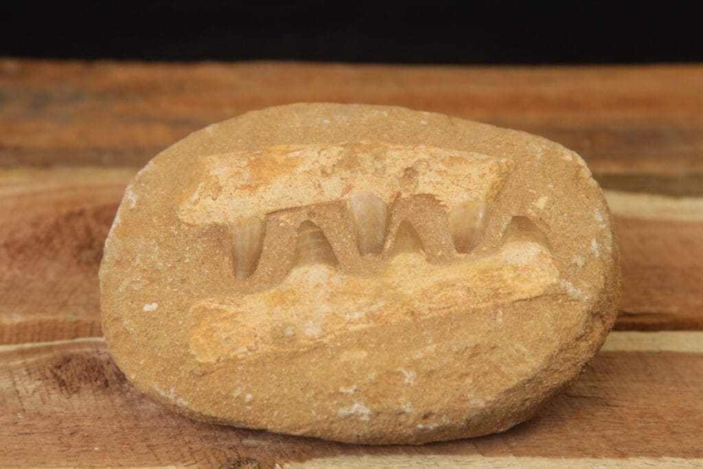 Faux Mosasaur Tooth and Jaw Fossil