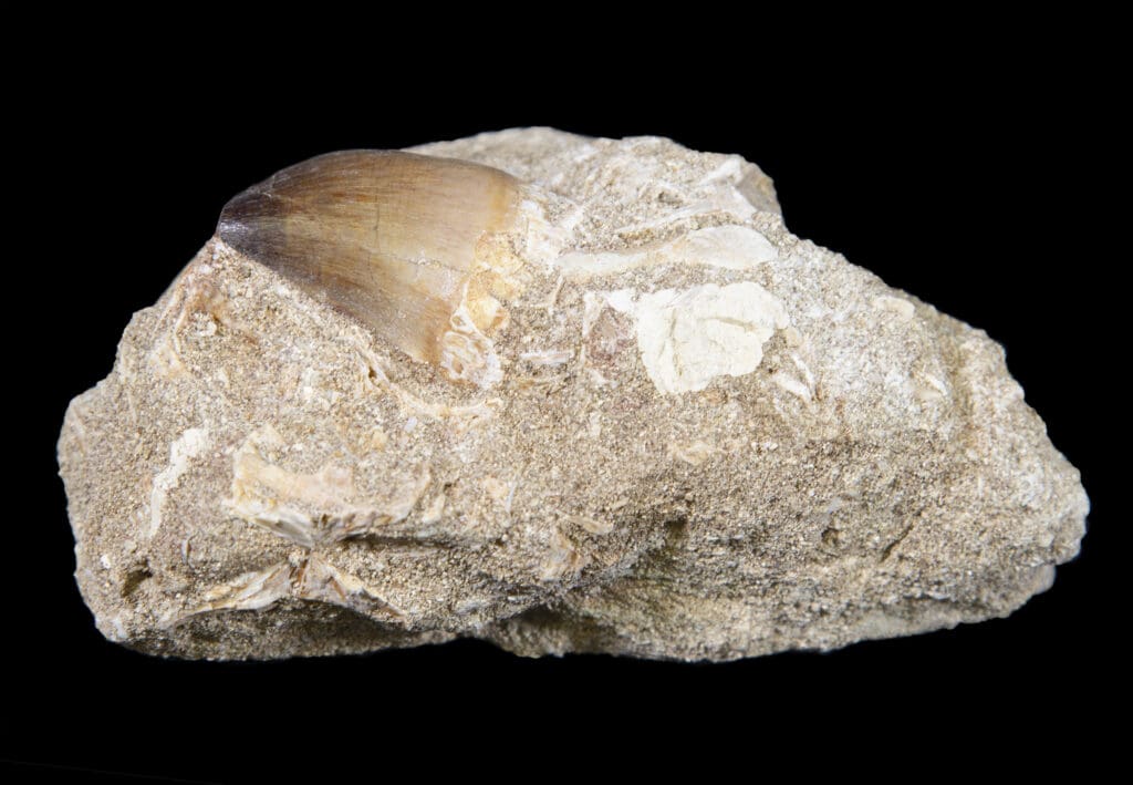 Mosasaur tooth in matrix