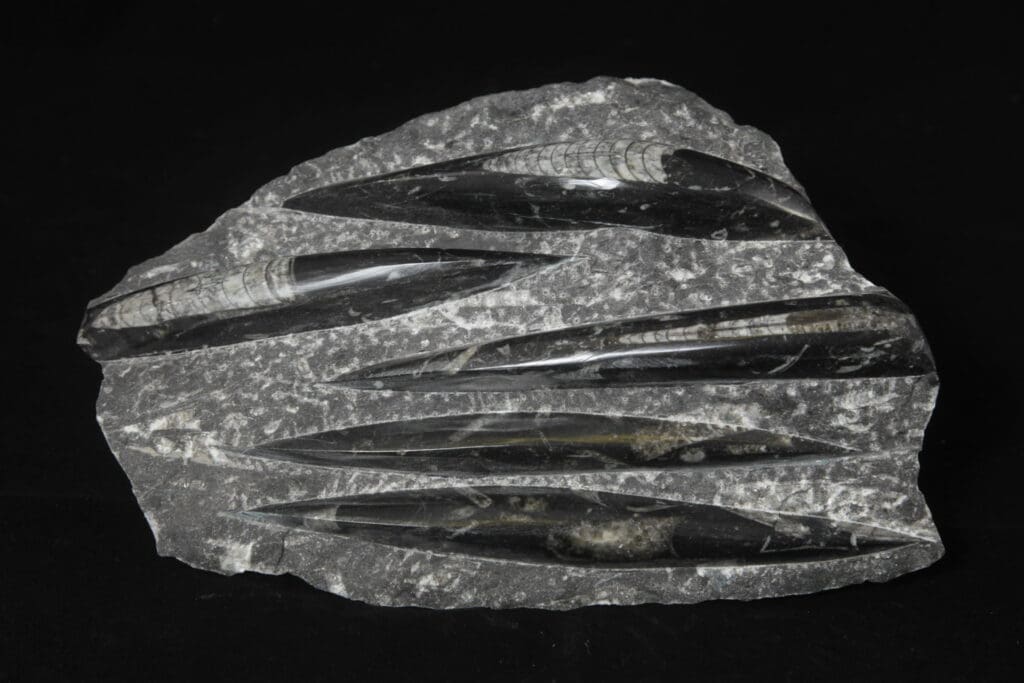 Orthoceras Plaque Black 5 cuts