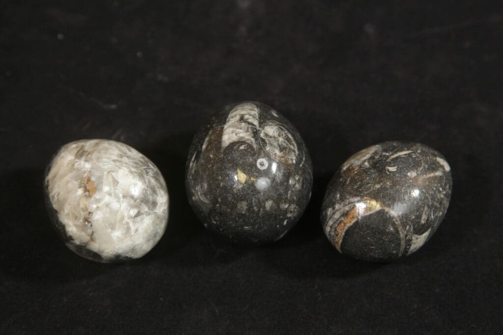 Orthoceras eggs 2.5"