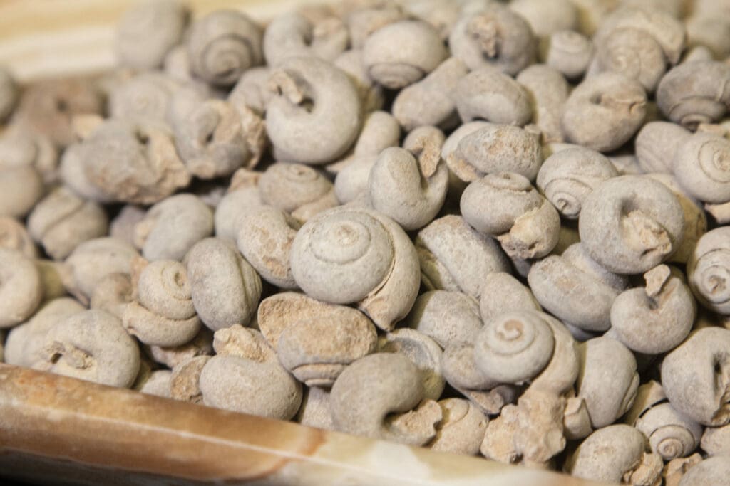 Gastropod Fossil, Sahara Gastropod, 1lb