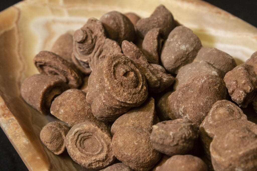 Stromalites Fossils 5 pack