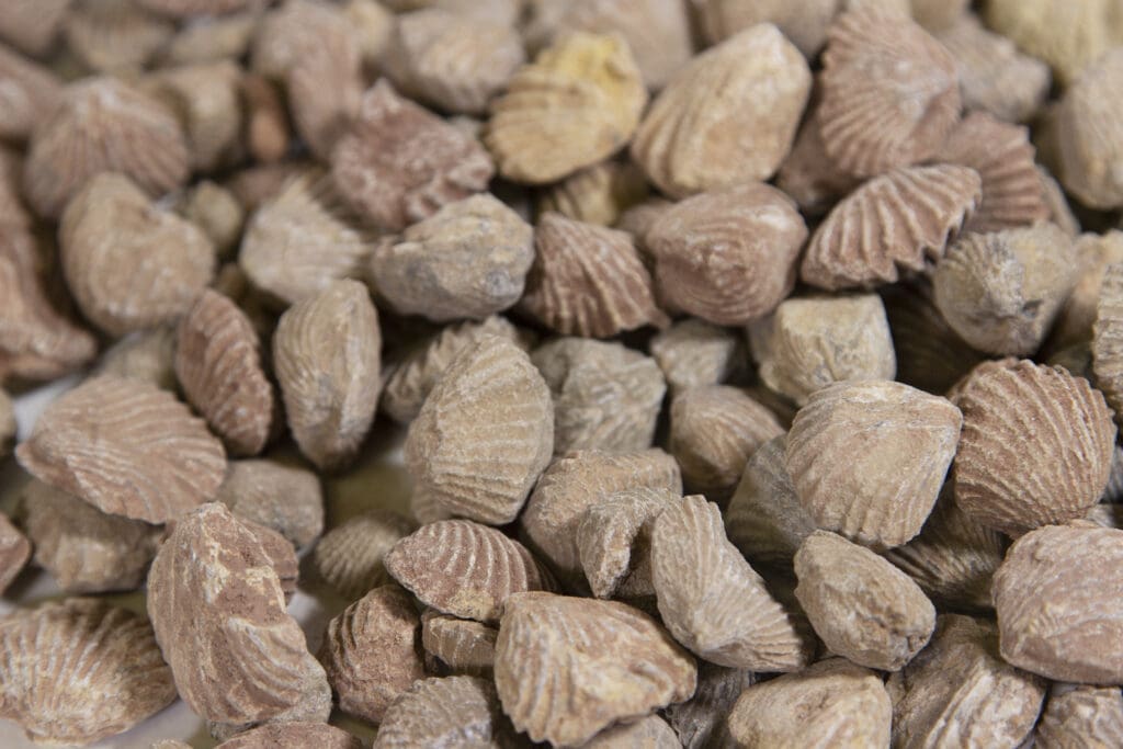 Fossilized Clams 1lb