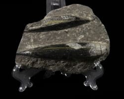 Black Orthoceras Fossil Plaque - Double Cut
