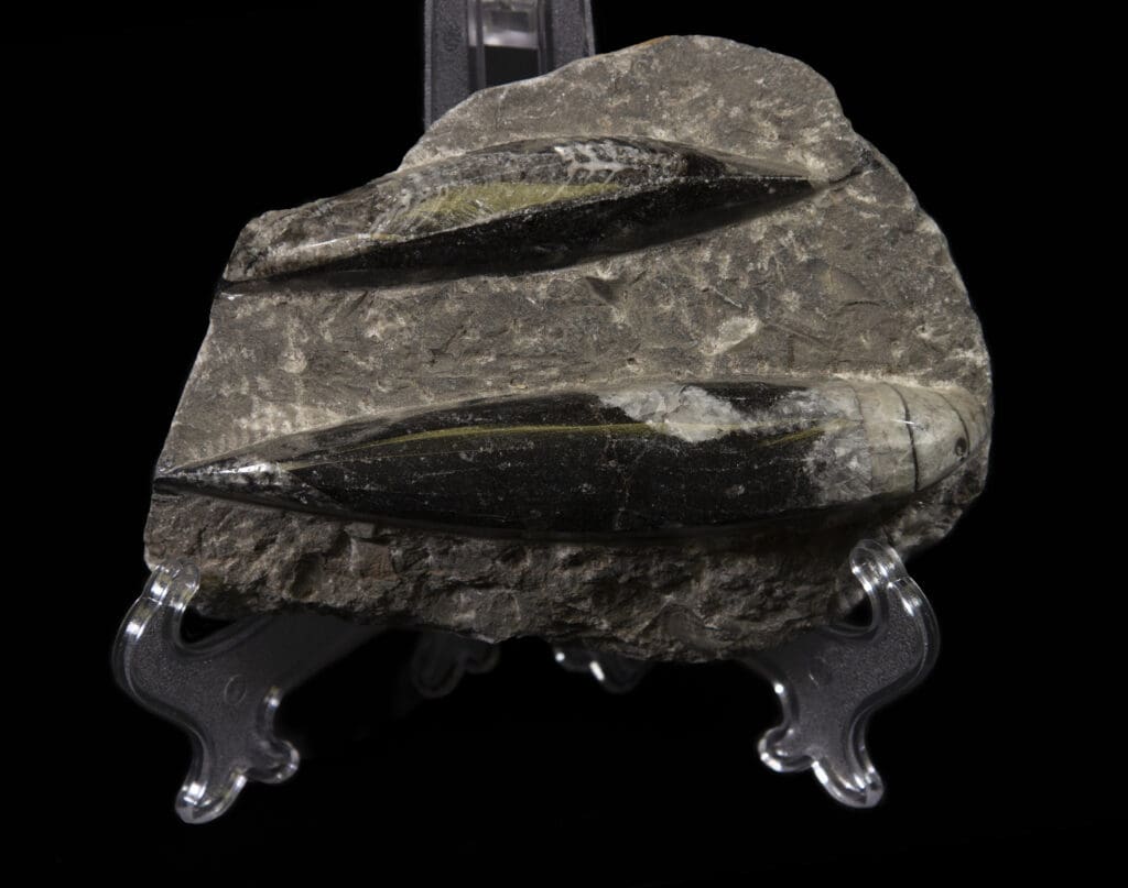 Black Orthoceras Fossil Plaque - Double Cut