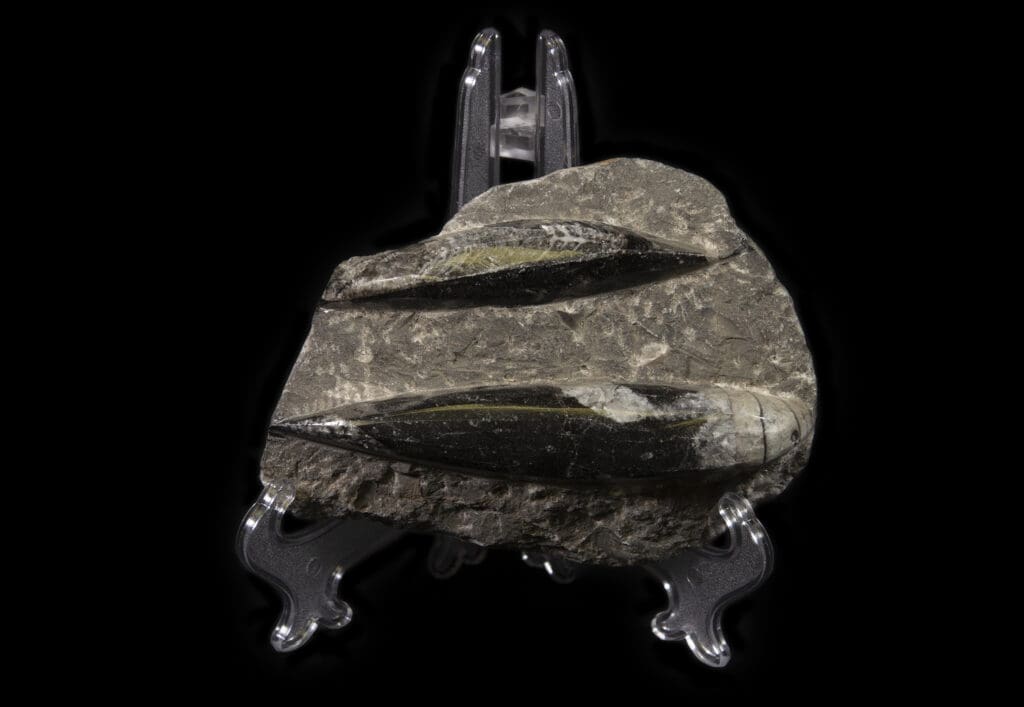 Black Orthoceras Fossil Plaque - Double Cut