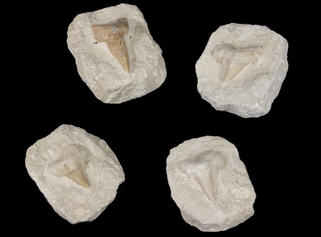 Shark Tooth in Matrix (Individual Piece)