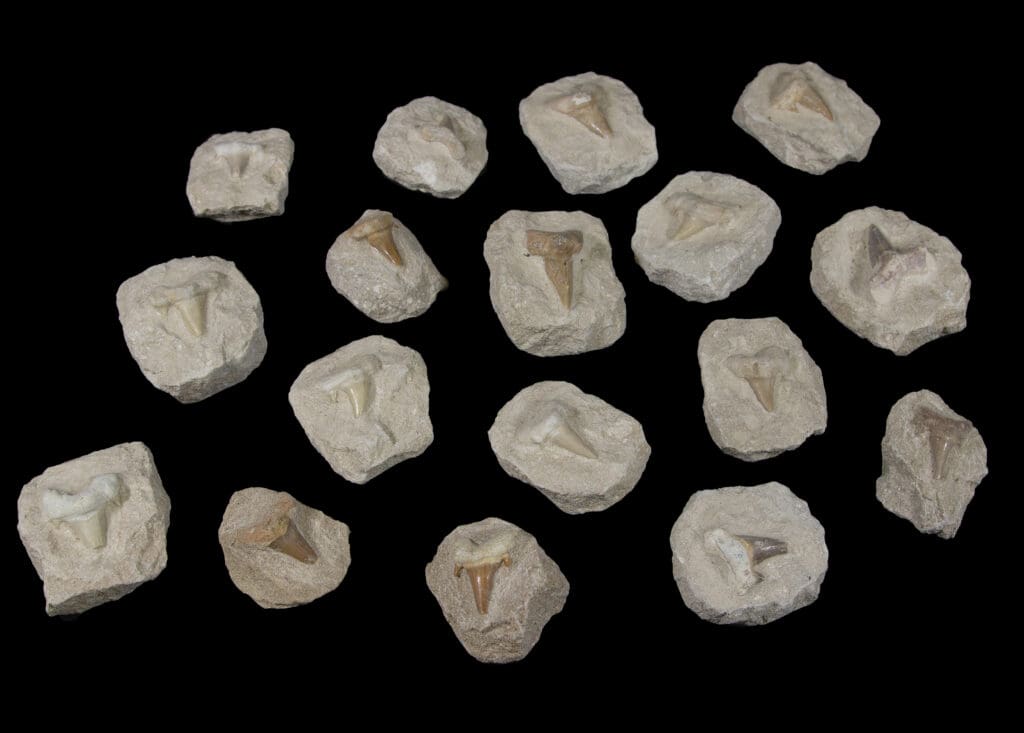 Shark Tooth in Matrix (Individual Piece)