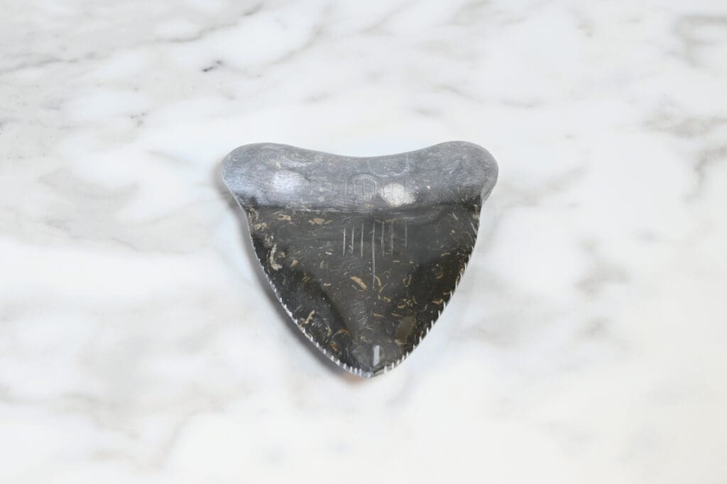 Marble Megalodon Tooth 4" (One Tooth)