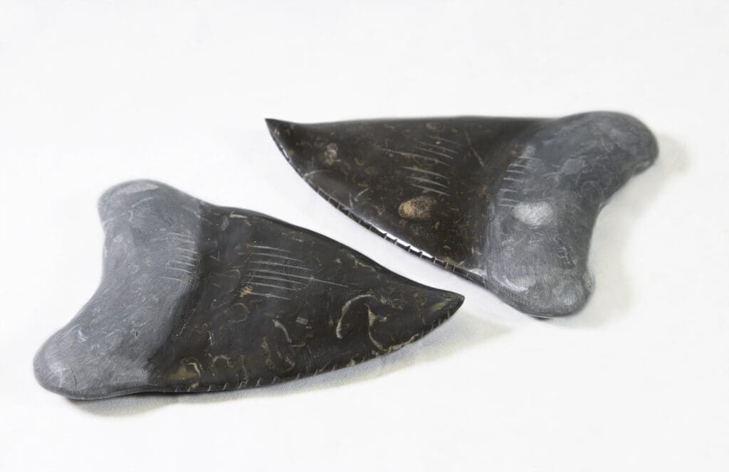 Marble Megalodon Tooth 4" (One Tooth)