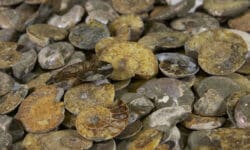 Cabochon Ammonite Pair