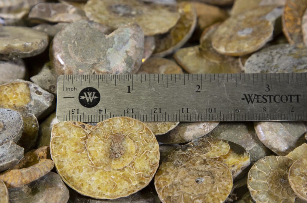 Cabochon Ammonite - Five Pack