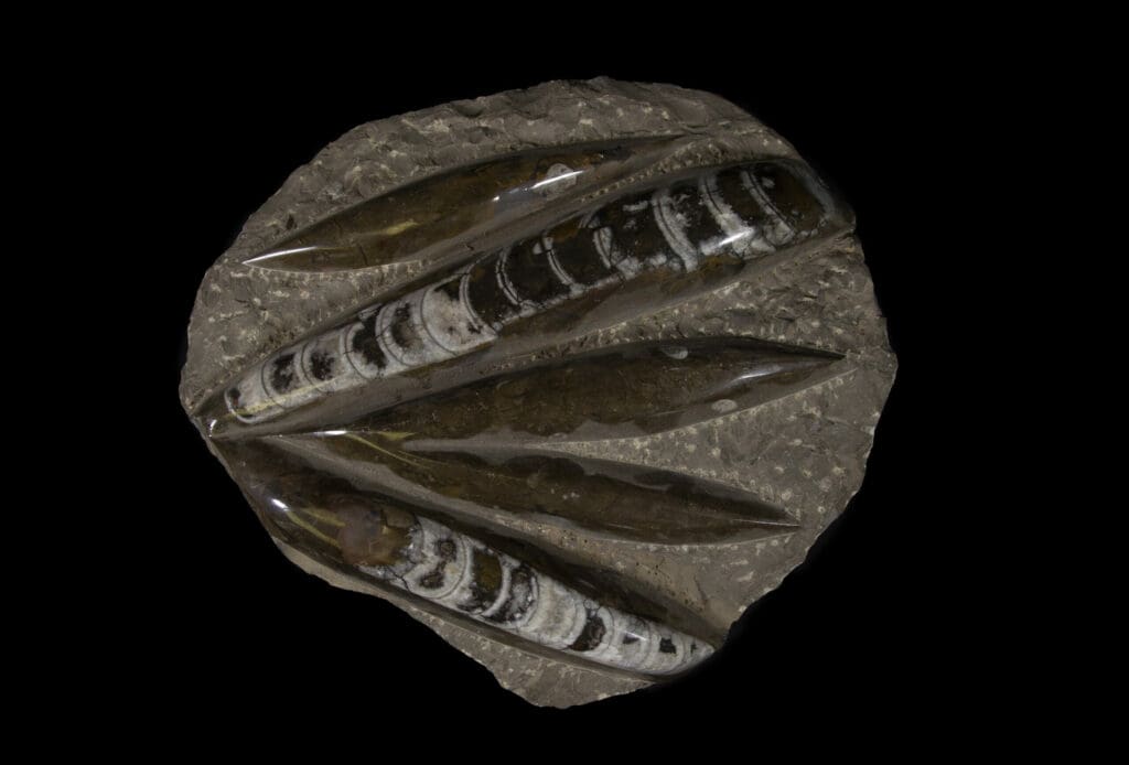 Brown Orhoceras Plaque - 5 Cut