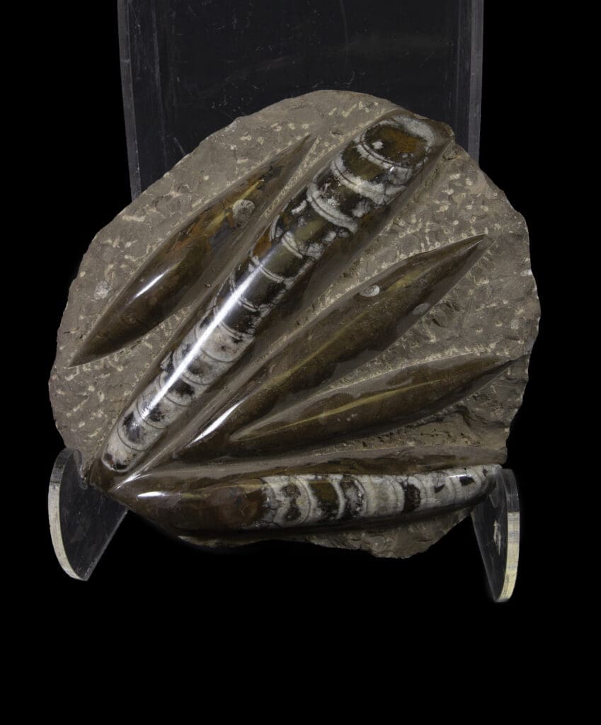 Brown Orhoceras Plaque - 5 Cut