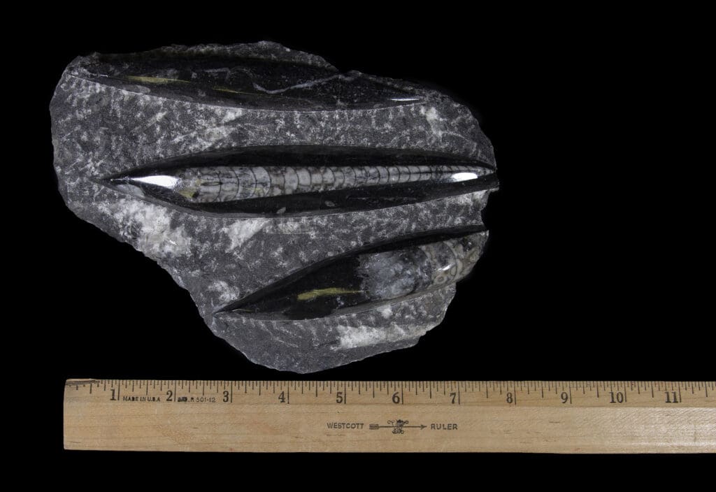 Black Orthoceras Plaque - 3 Cut