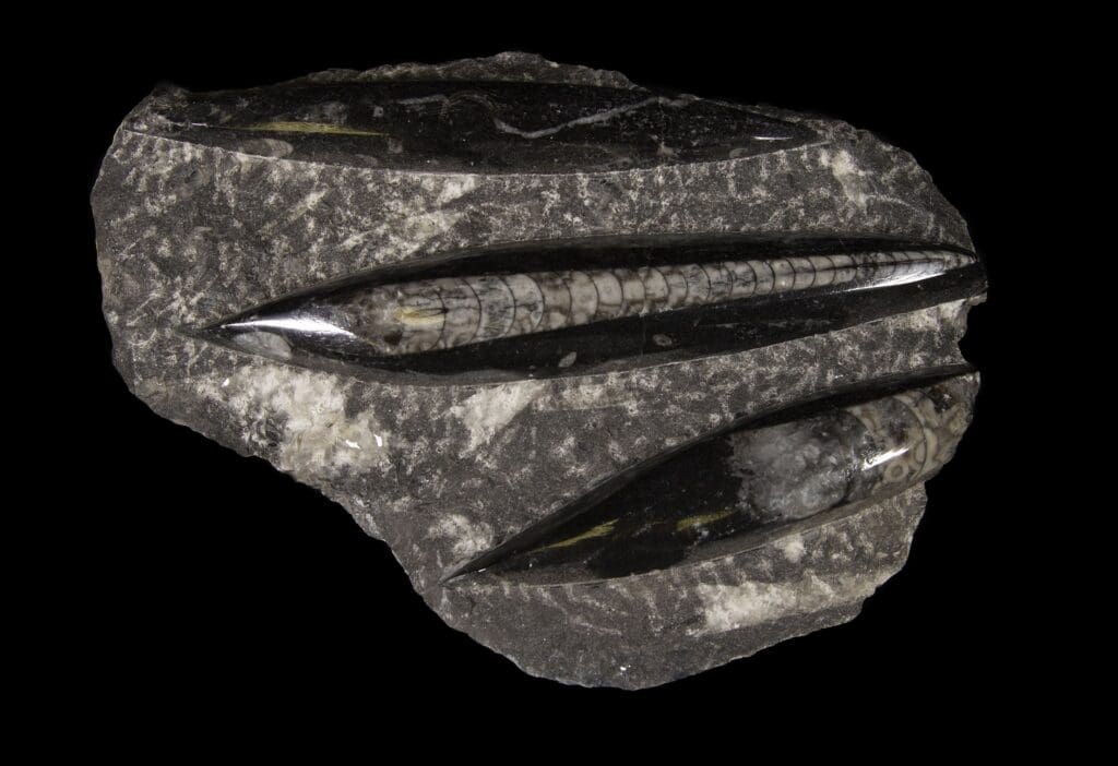 Black Orthoceras Plaque - 3 Cut