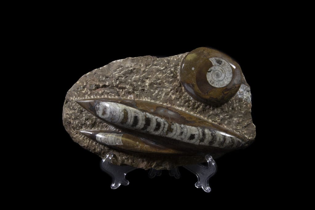 Brown Orthoceras and Ammonite Plaque