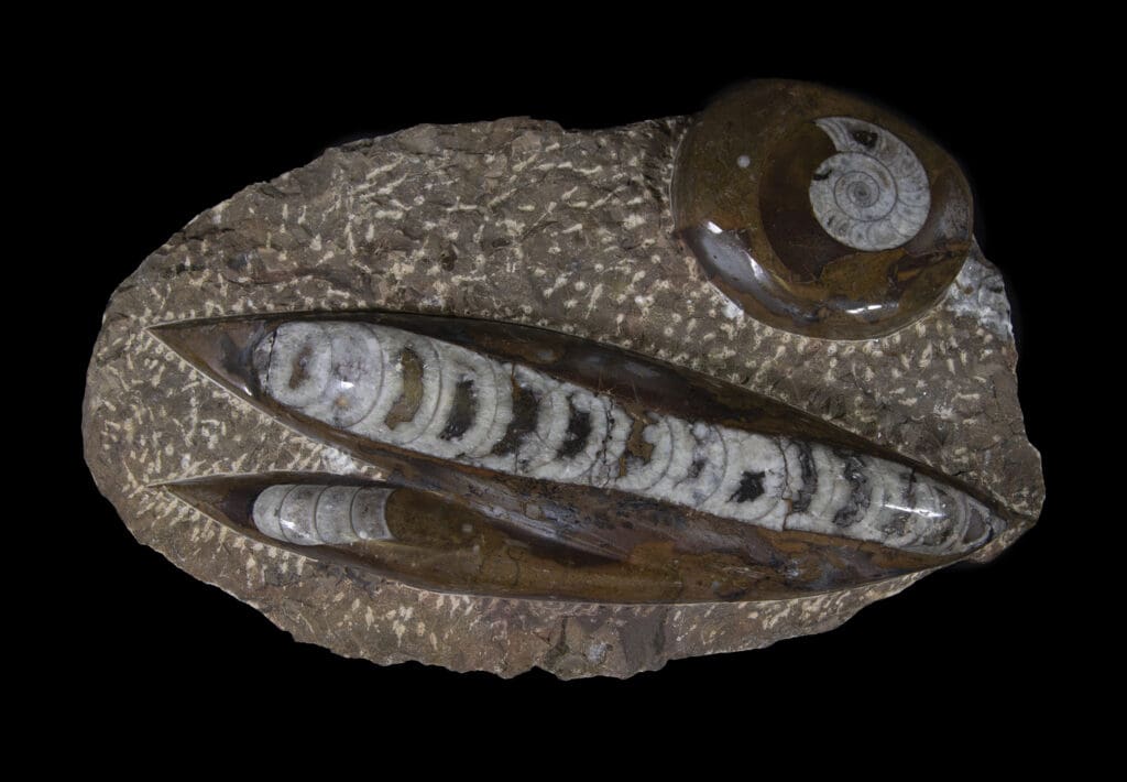 Brown Orthoceras and Ammonite Plaque