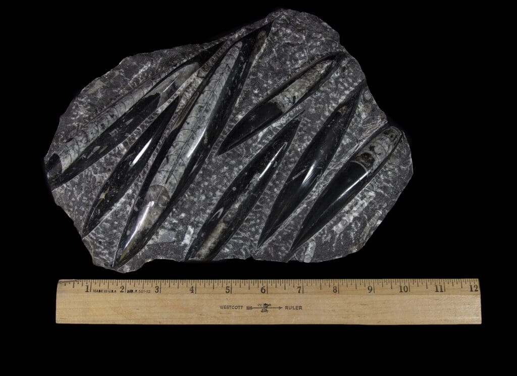 Black Orthoceras Plaque - 7 Cut