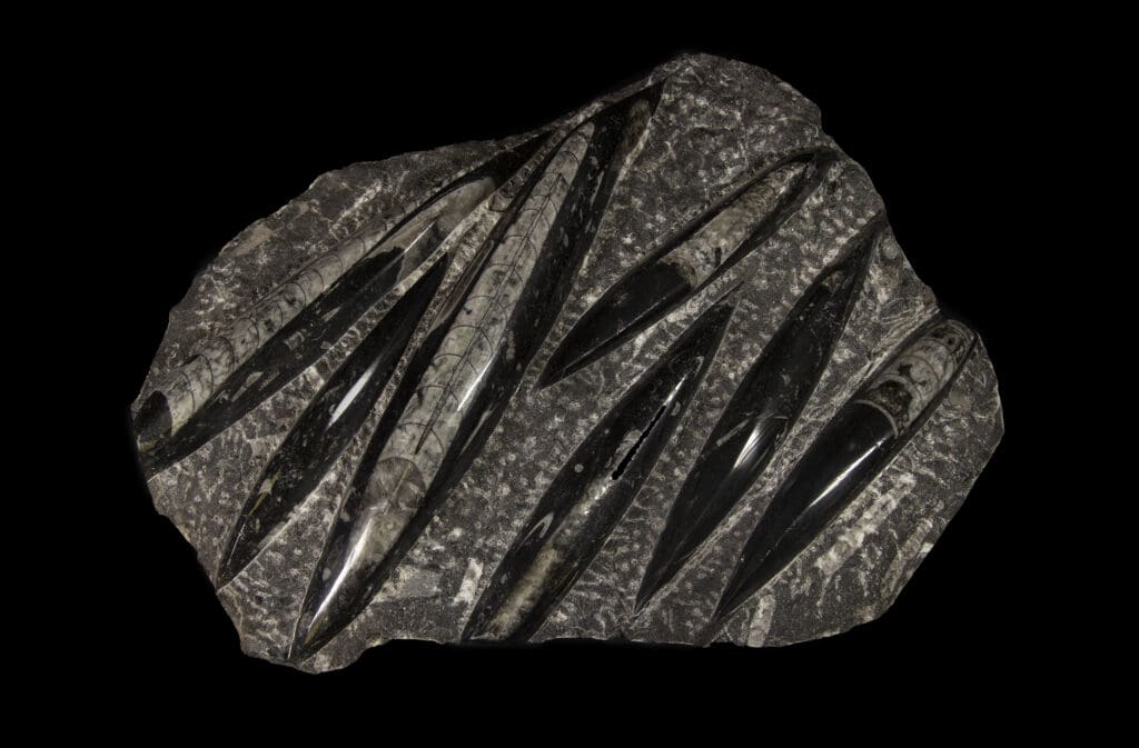 Black Orthoceras Plaque - 7 Cut