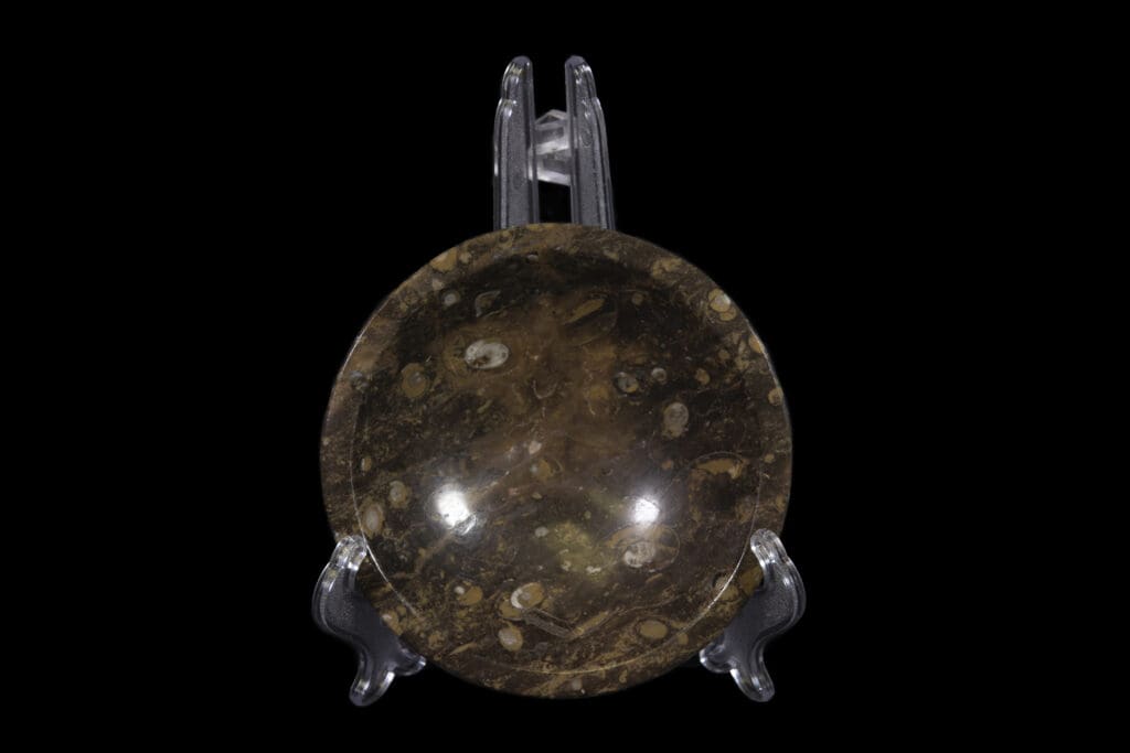 Brown Ammonite and Orthoceras Bowl with Lip