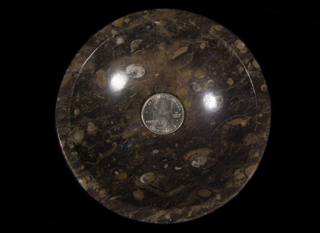 Brown Ammonite and Orthoceras Bowl with Lip