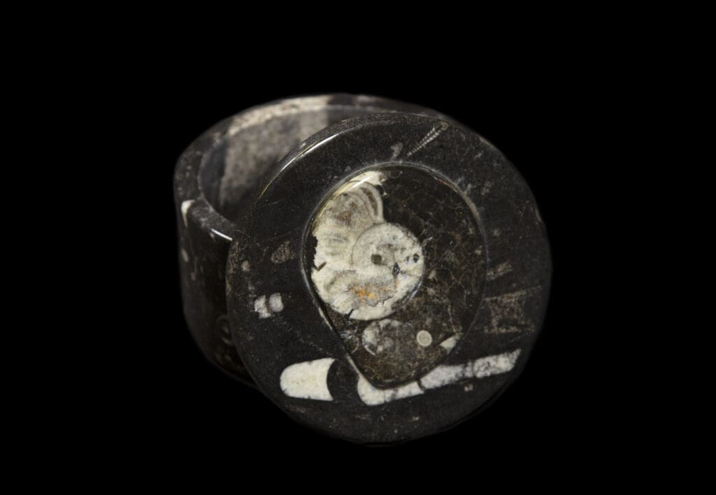 Round Orthoceras Trinket Box
