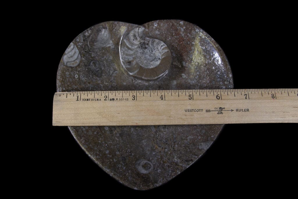 Brown Heart Shaped Ammonite and Orthoceras Dish