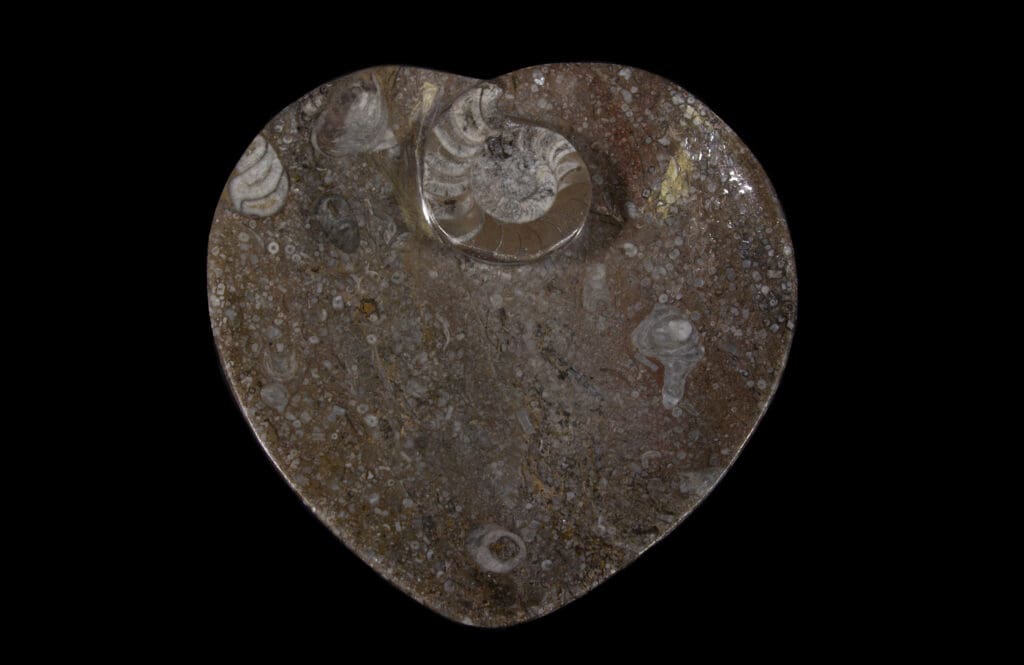 Brown Heart Shaped Ammonite and Orthoceras Dish