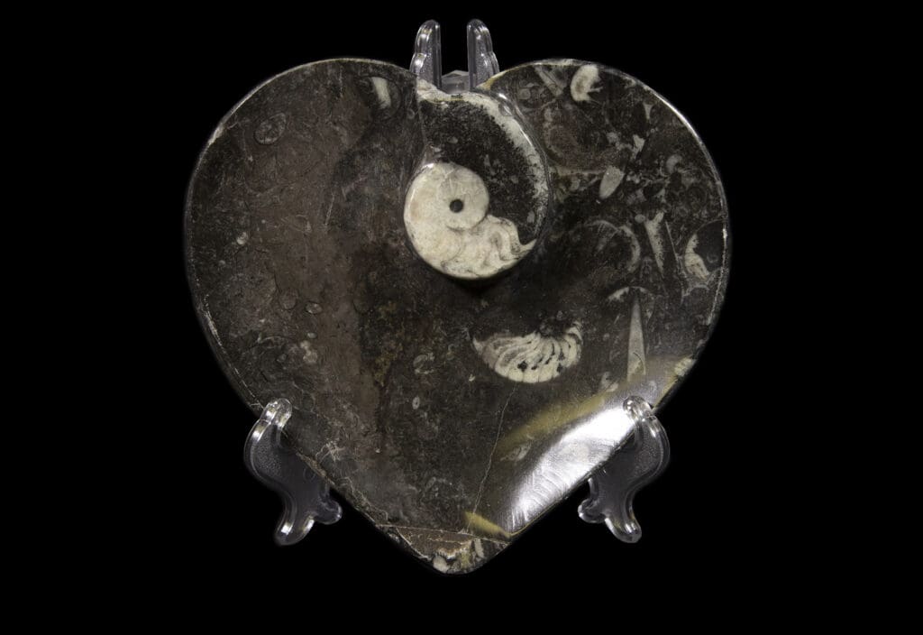 Black Orthoceras Ammonite Heart Dish- Large