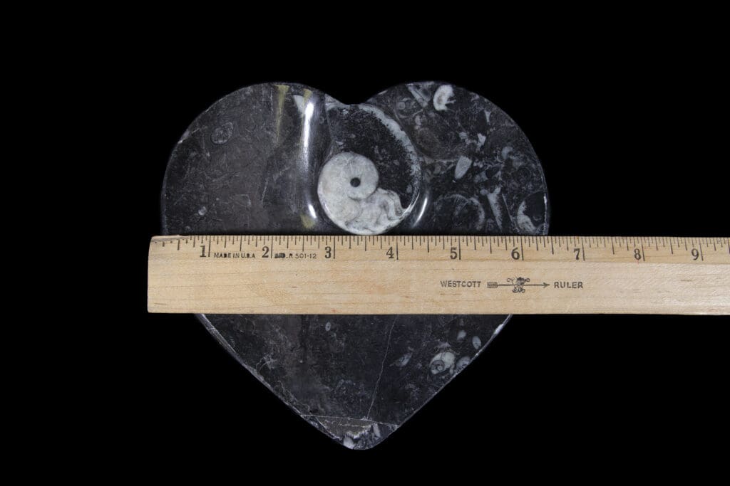 Black Orthoceras Ammonite Heart Dish- Large