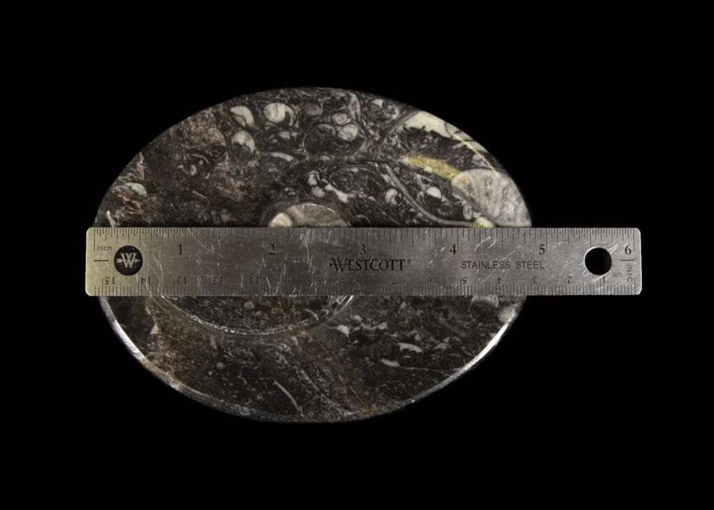 Black Ammonite Fossil Tray