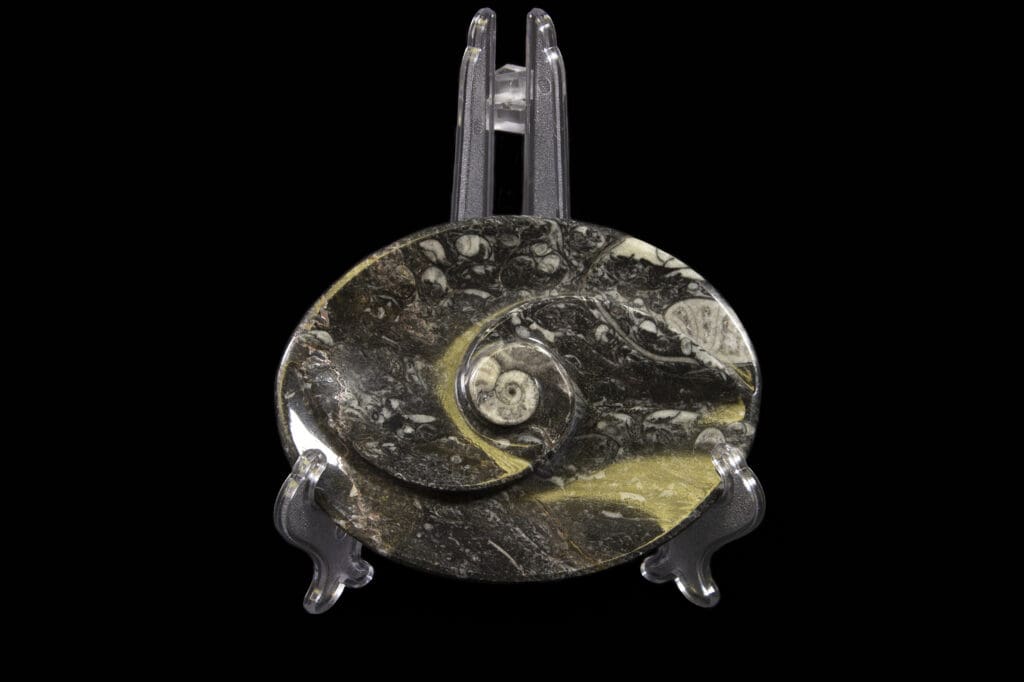 Black Ammonite Fossil Tray