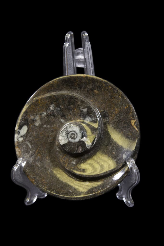 Ammonite and Orthoceras Round Spiral Tray