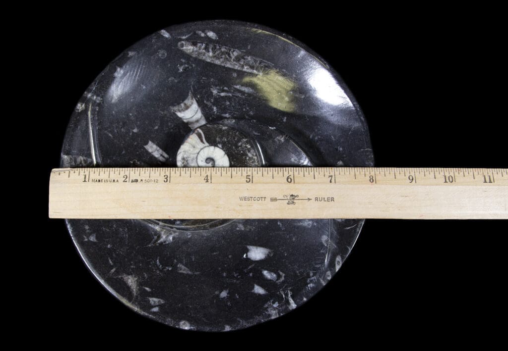 Black Ammonite Orthoceras Spiral Dish