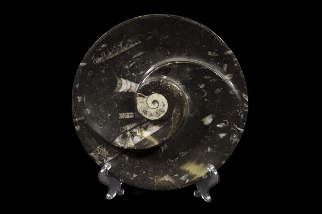 Black Ammonite Orthoceras Spiral Dish