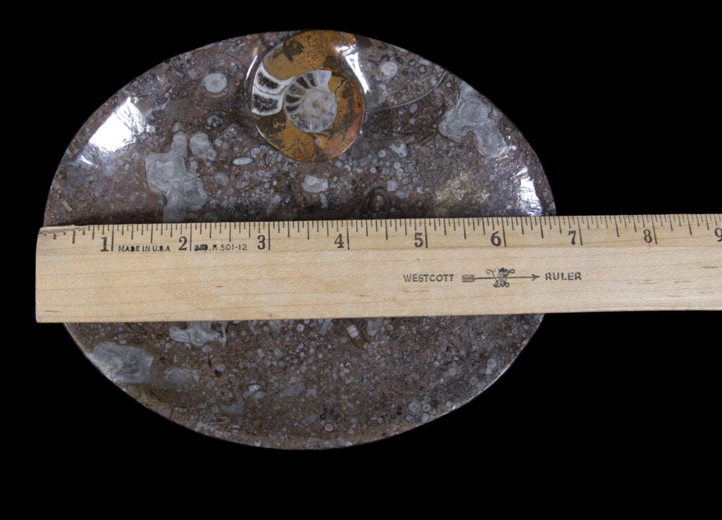 Brown Ammonite Oval Tray