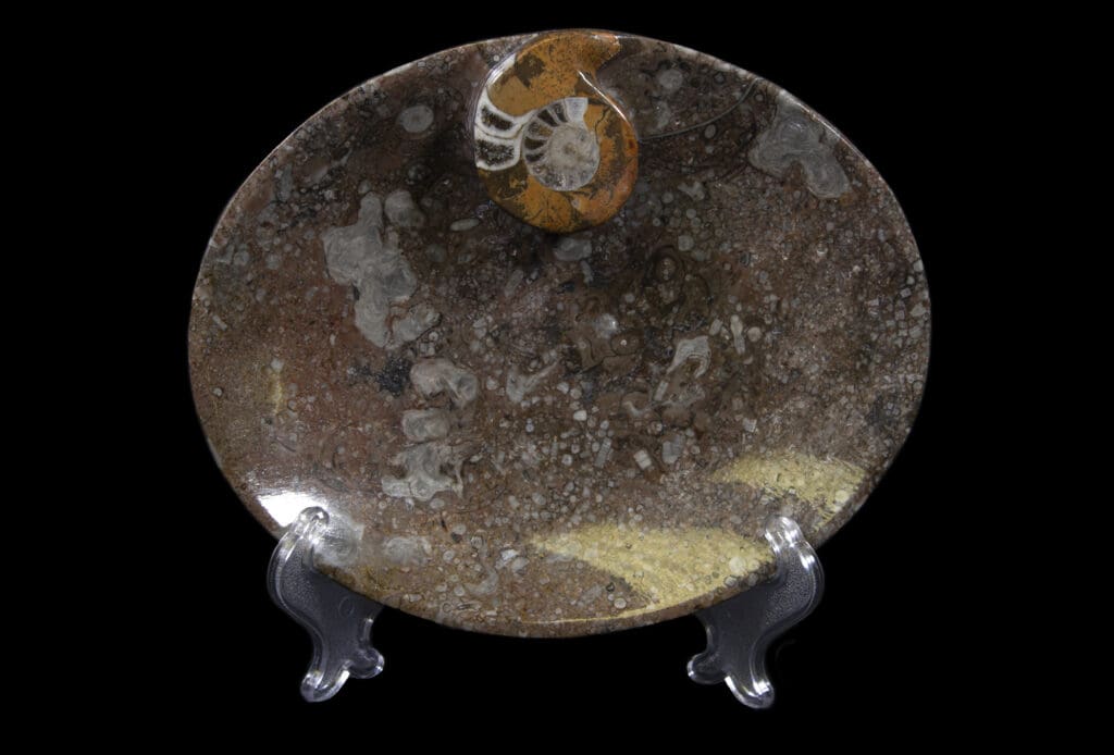 Brown Ammonite Oval Tray