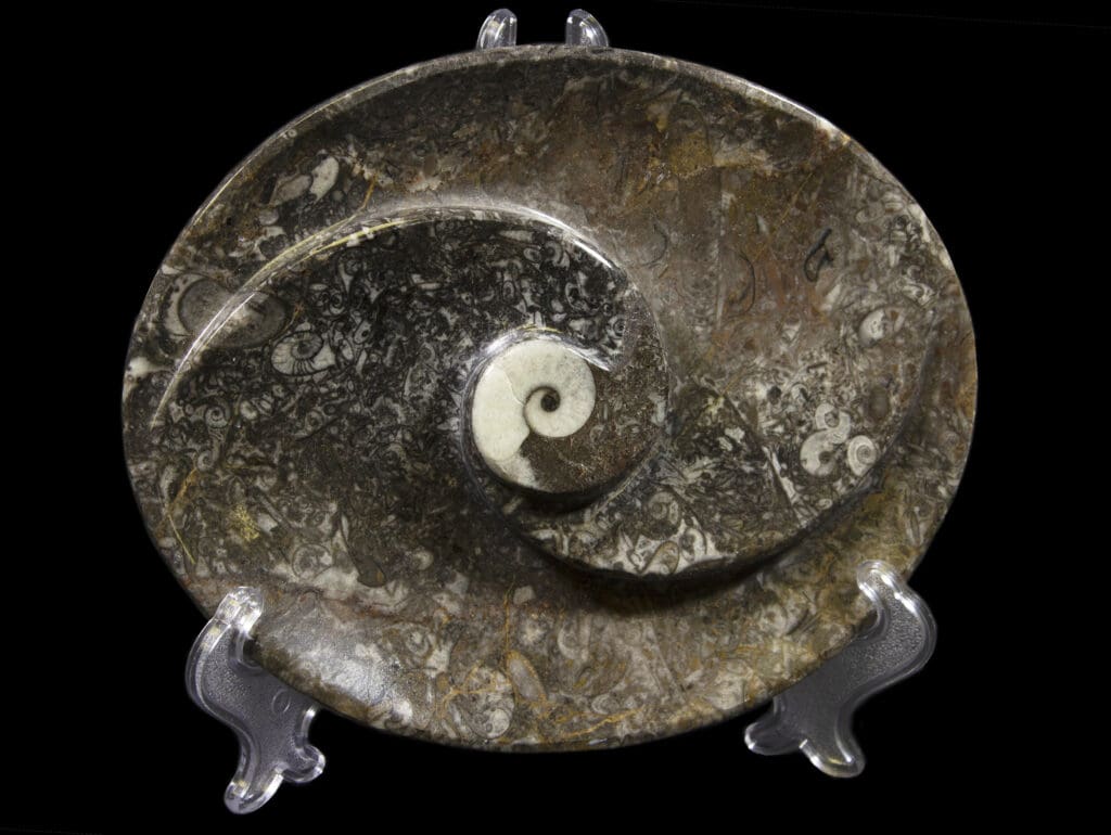 Ammonite and Orthoceras Oval Spiral Tray