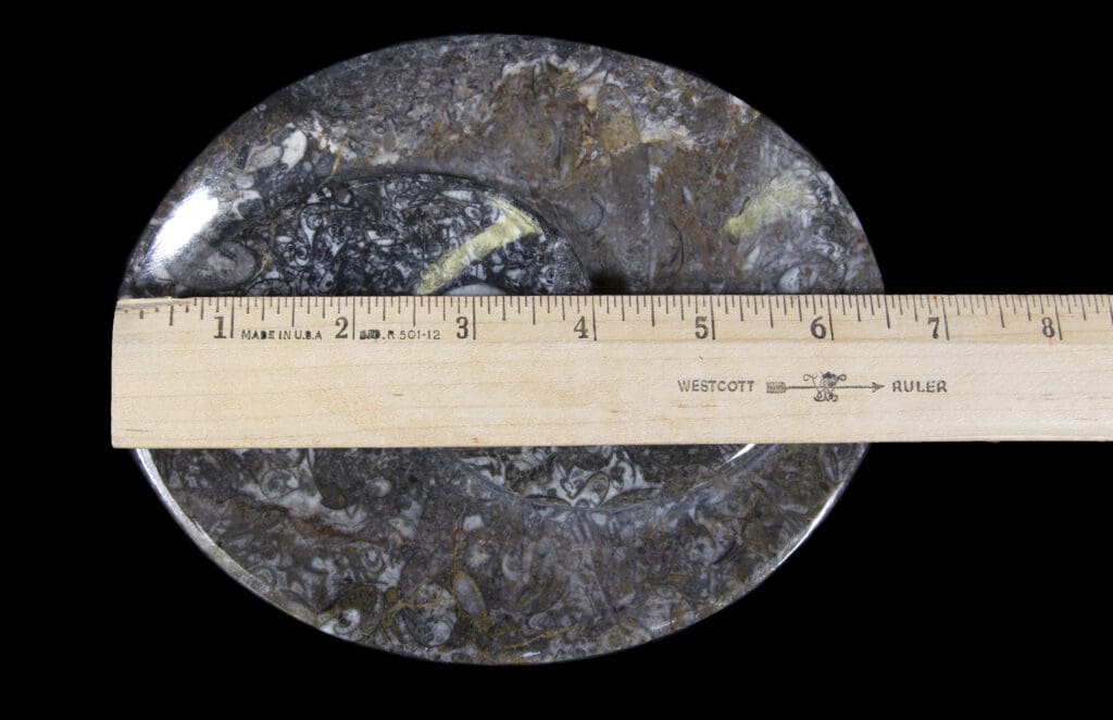 Ammonite and Orthoceras Oval Spiral Tray