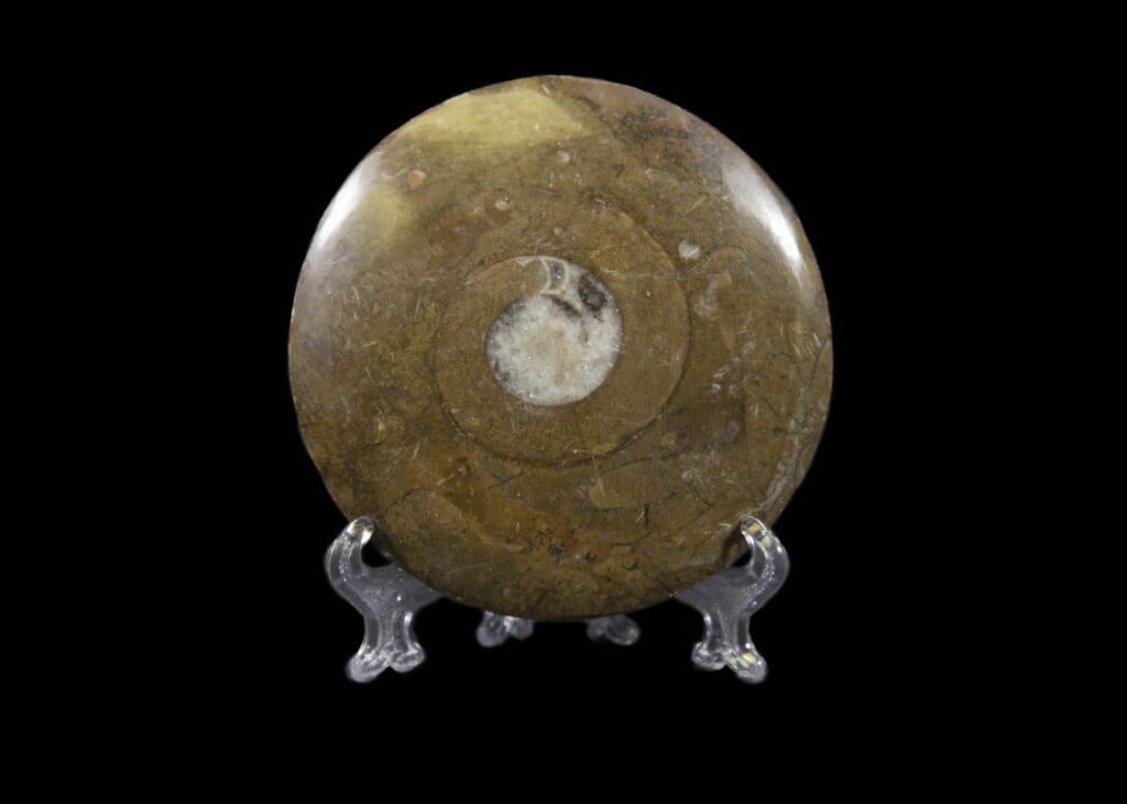 Brown Ammonite Fossil Disk