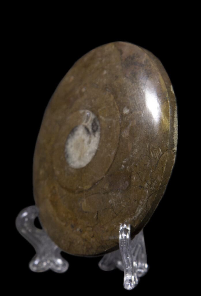 Brown Ammonite Fossil Disk