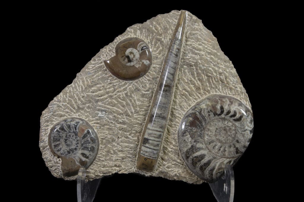 Brown Ammonite and Orthoceras Fossil Plaque