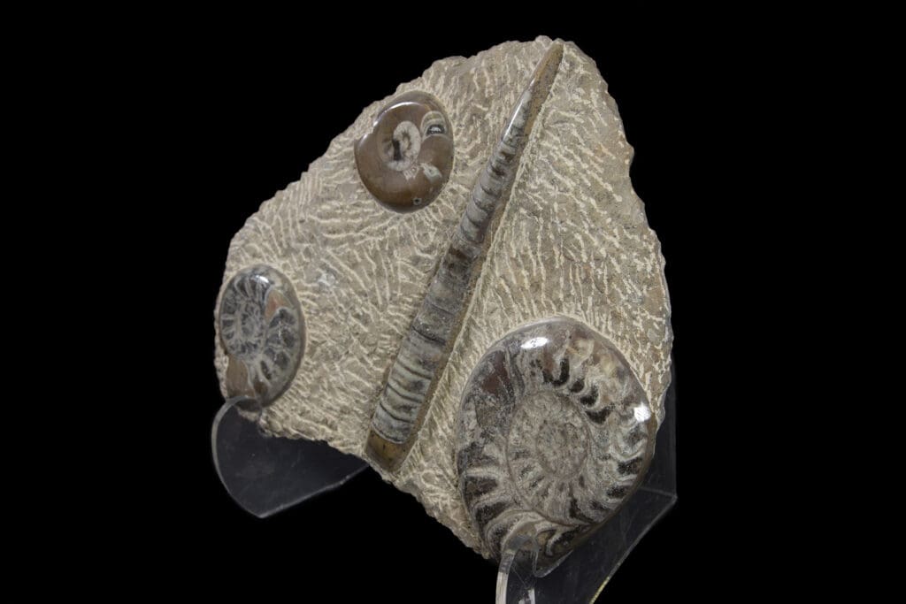 Brown Ammonite and Orthoceras Fossil Plaque