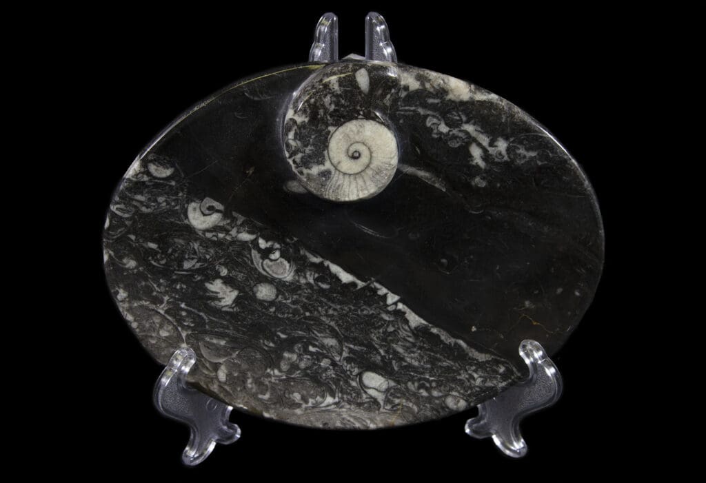 Black Ammonite and Orthoceras Oval Tray