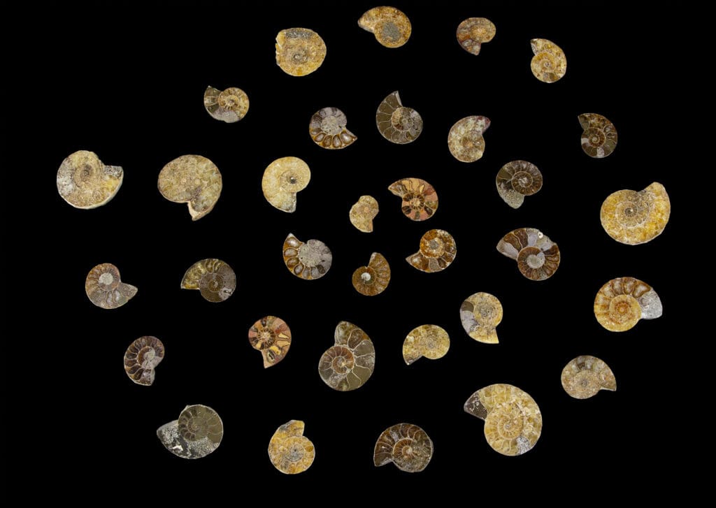 Mini Cabochon Ammonite Fossils 10pk