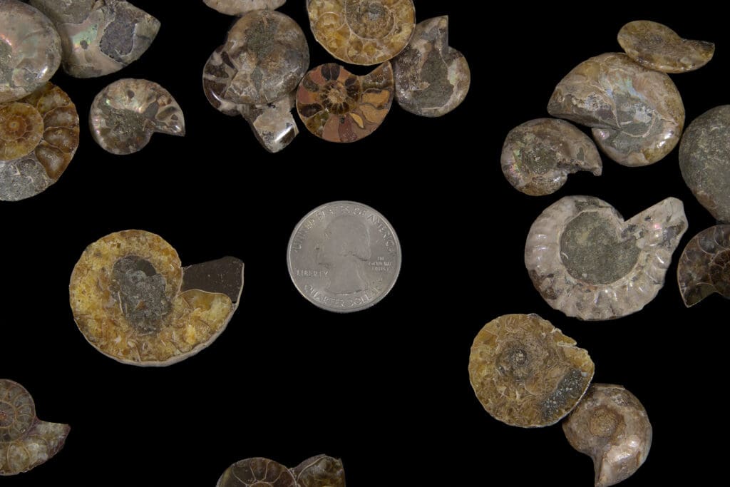 Mini Cabochon Ammonite Fossils 10pk
