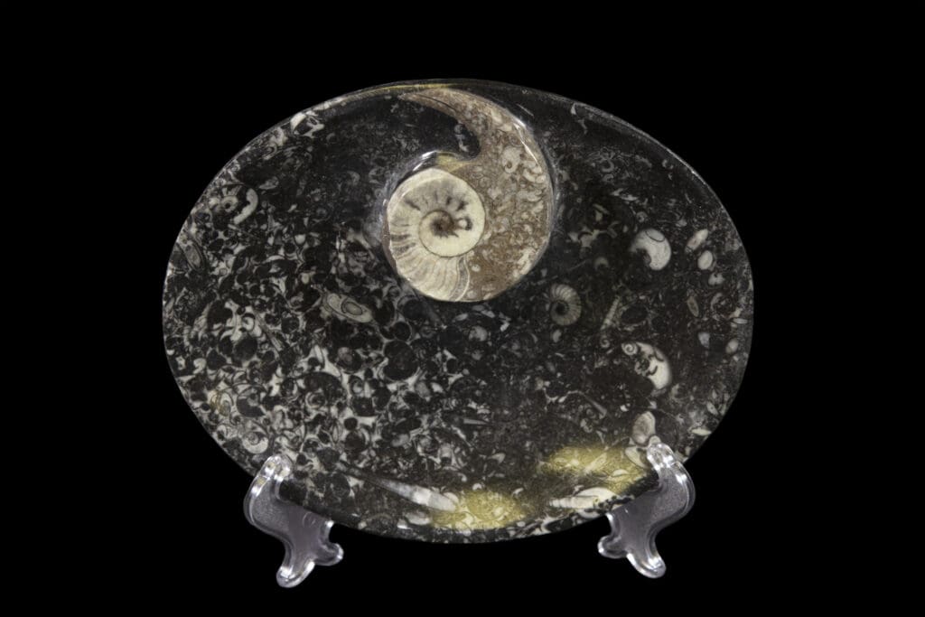 Black Ammonite and Orthoceras 7" Tray